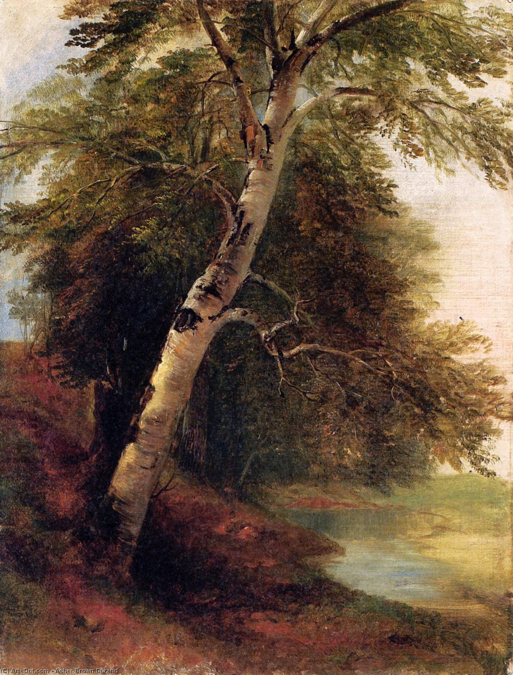 Nature Study: A Birch Tree — Asher Brown Durand
