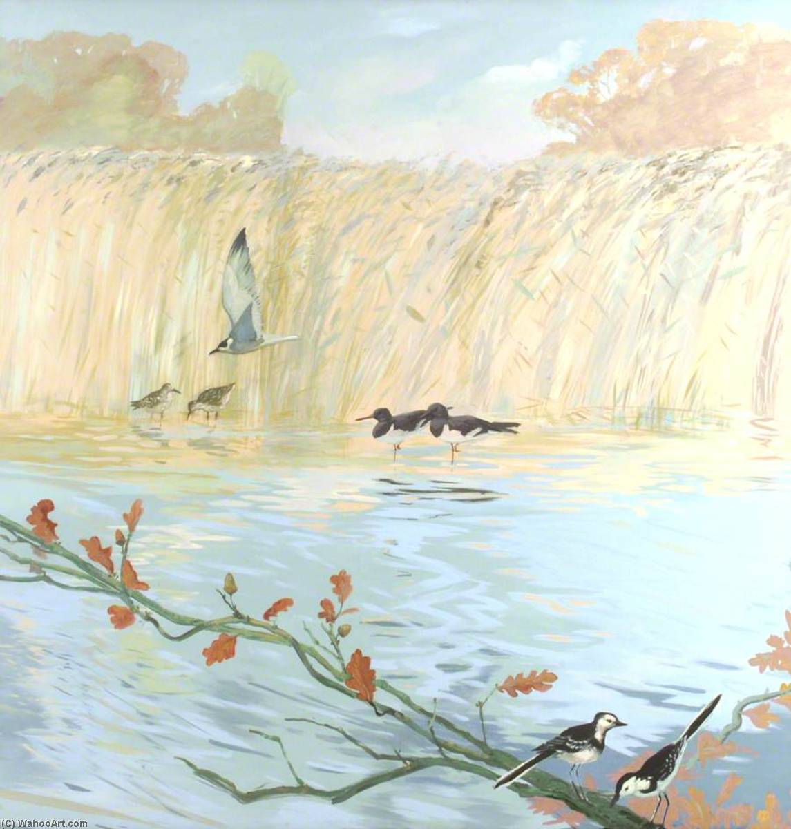 Oyster Catchers And Wagtails — Anne Toms