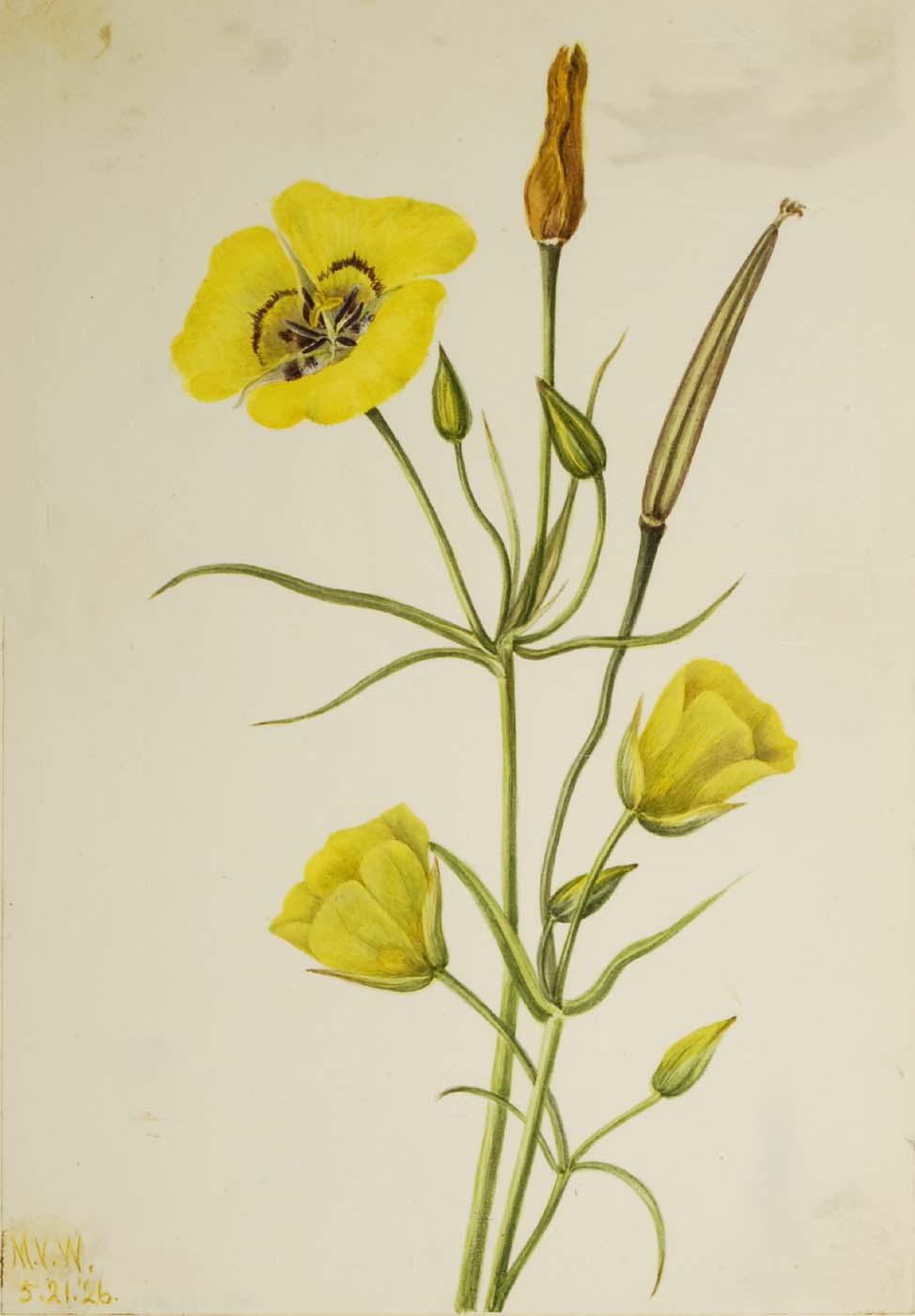 Goldenbowl Mariposa (calochortus Claratus) — Mary Vaux Walcott