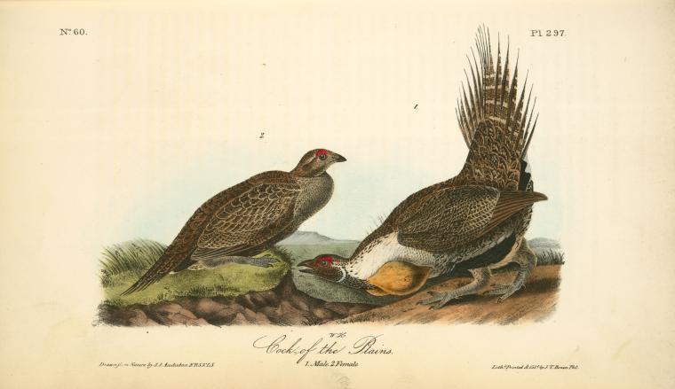 Cock Of The Plains. 1. Male. 2. Female — John James Audubon