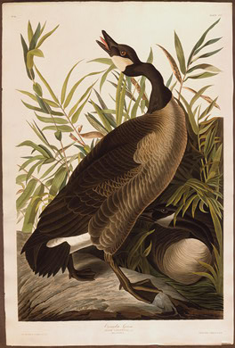 Canada Goose — Robert Havel