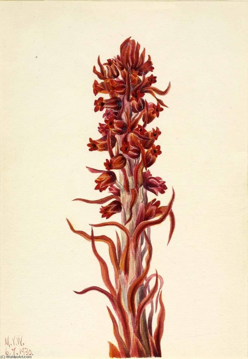 Snow Plant (sarcodes Sanguinea) — Mary Morris Vaux Walcott