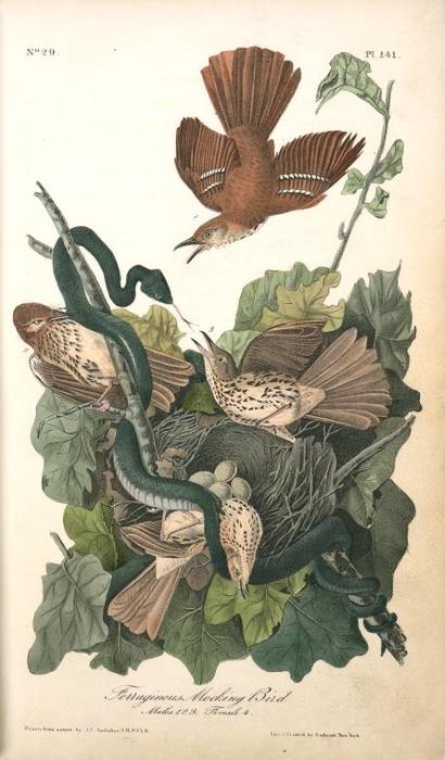 Ferruginous Mocking-bird. 1. 2. 3. Males. 4. Female. — John James Audubon