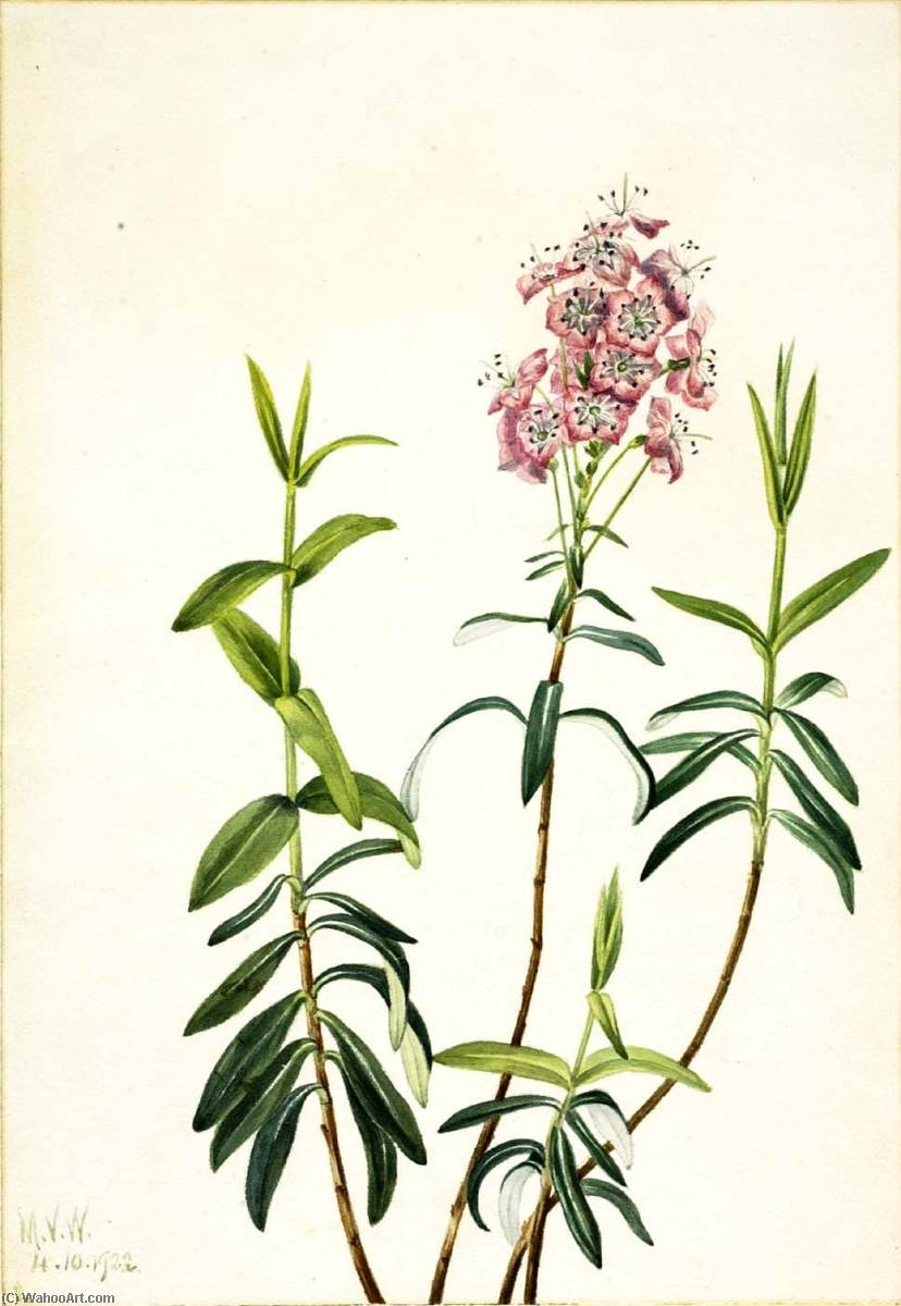 Bog Kalmia (kalmia Polifolia) — Mary Vaux Walcott