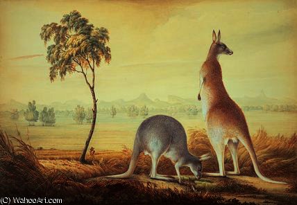 Two Kangaroos In A Landscape, — John William Lewin