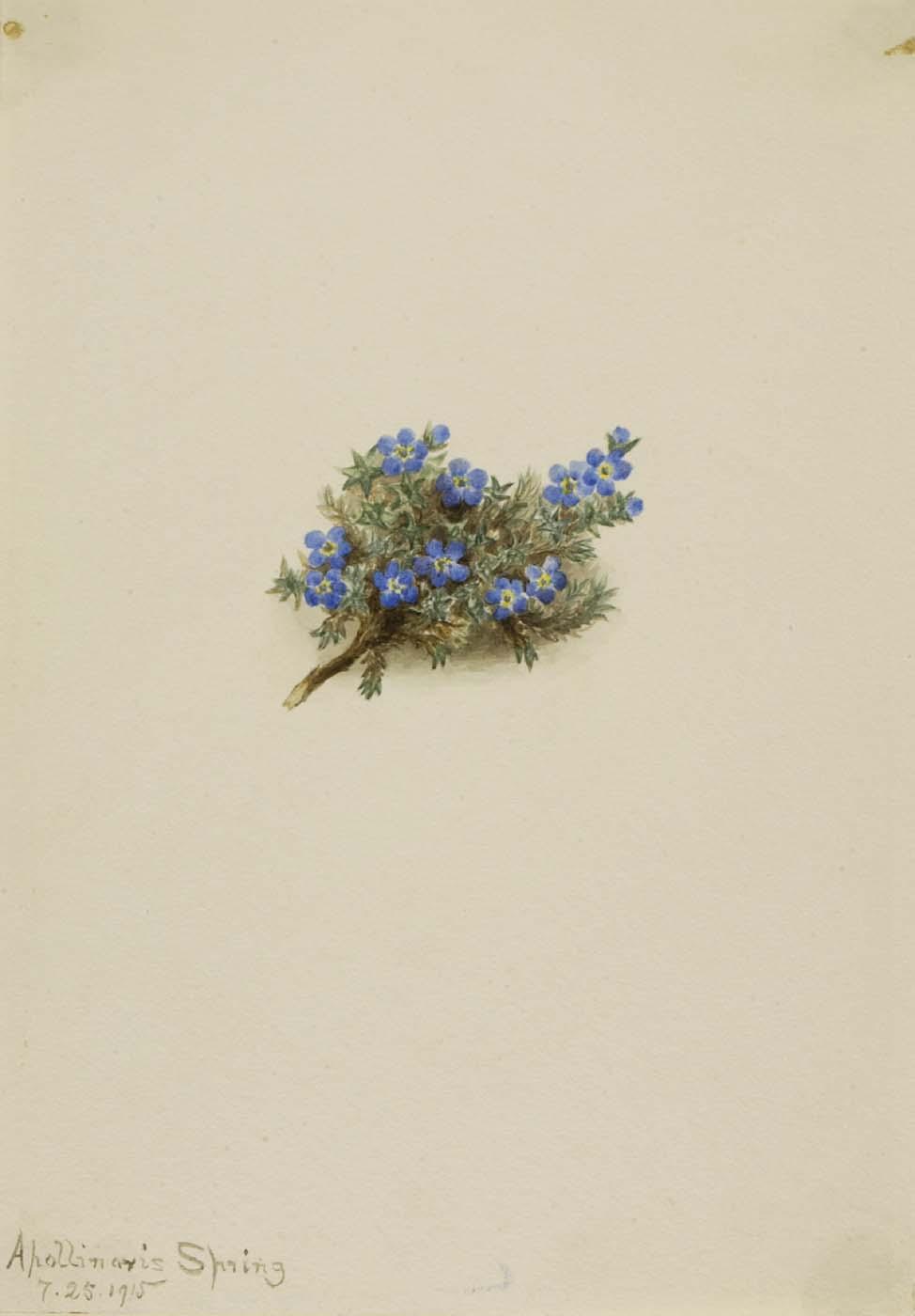 Moss Forget Me Not (eritichum Elongatum) — Mary Vaux Walcott