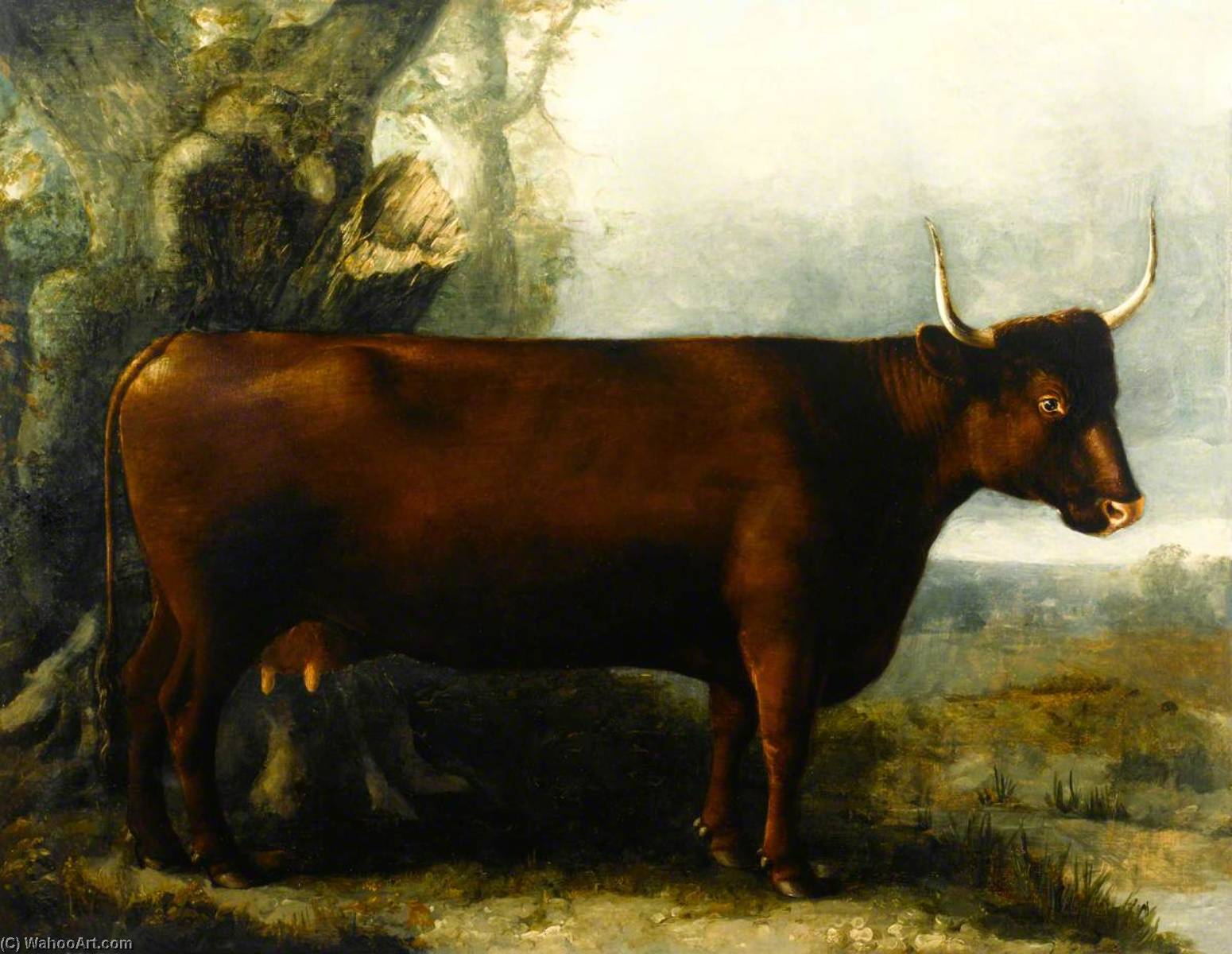 North Devon Cow — ウィリアム・シャイルズ