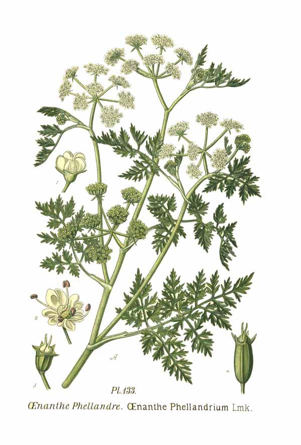Untitled (aqtdcm) — Amédée Masclef