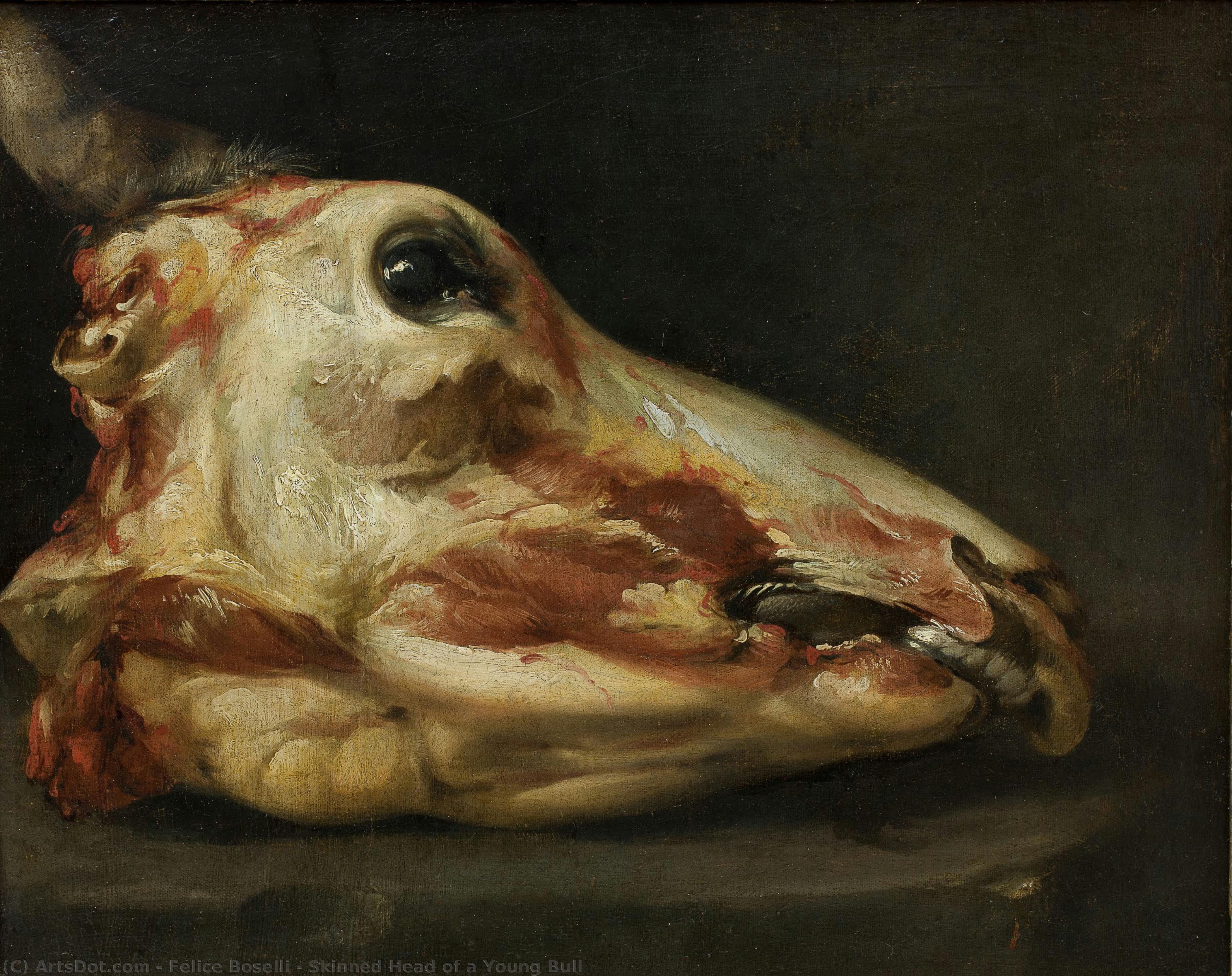 Skinned Head Of A Young Bull — Felice Boselli