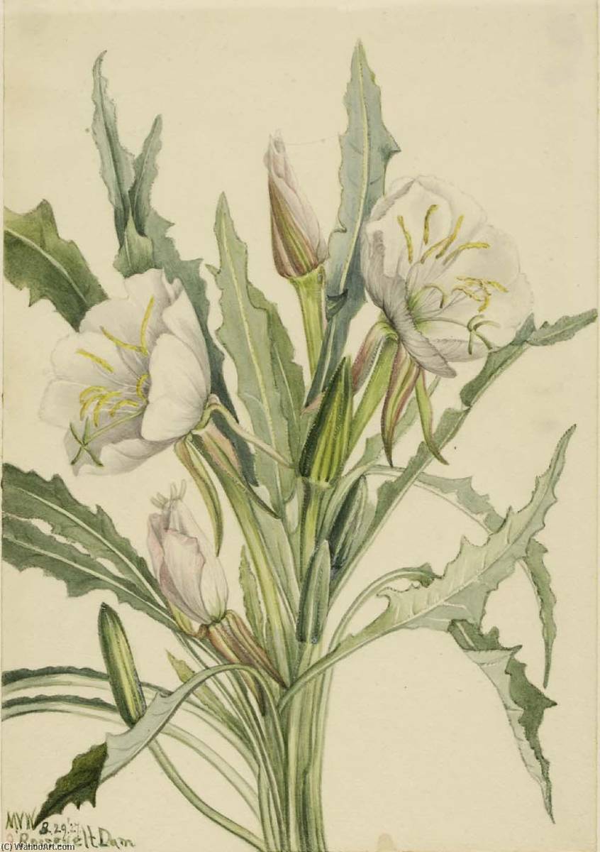 Evening Primrose (pachyoplus Hirsutus) — Mary Morris Vaux Walcott