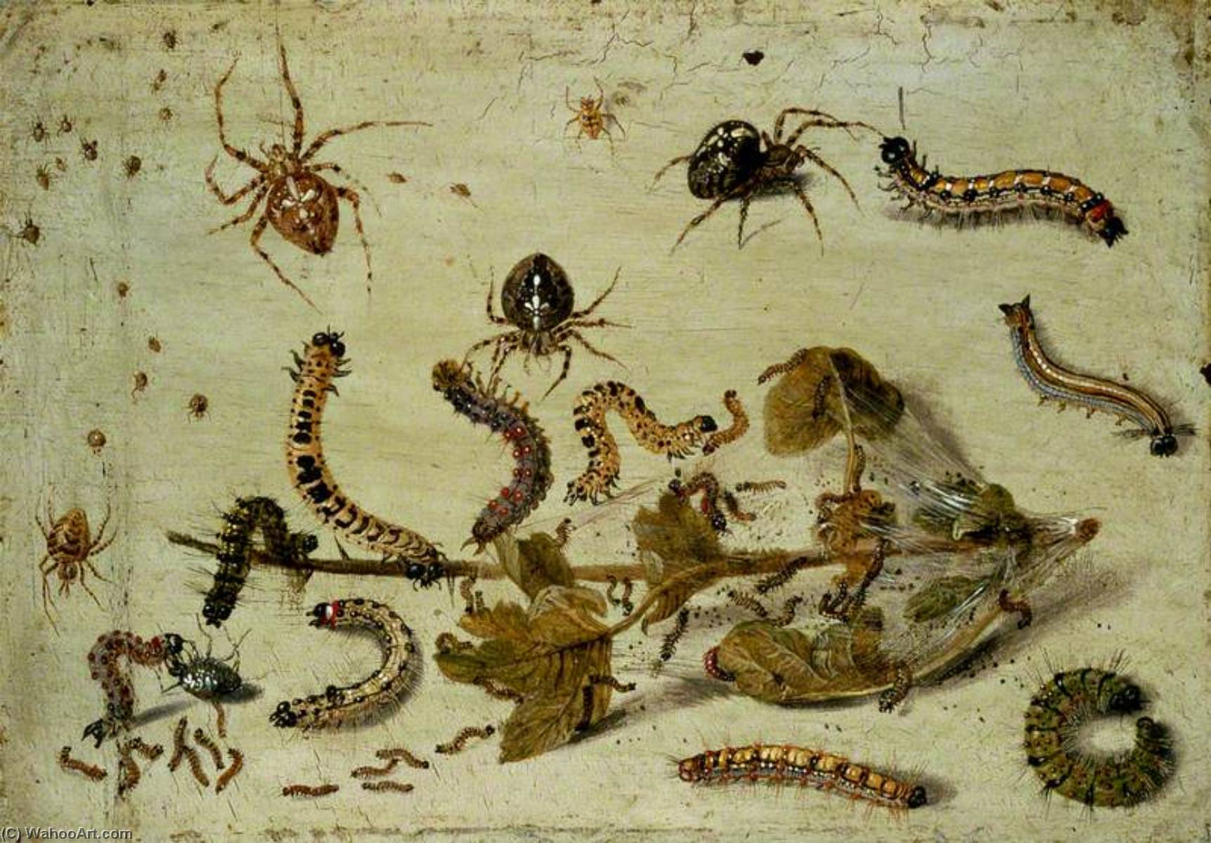 Various Spiders And Caterpillars, With A Sprig Of Gooseberry — Jan Van Kessel The Elder