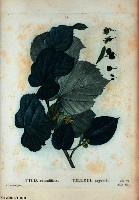 Tilia Rotundifolia — Pierre Joseph Redouté