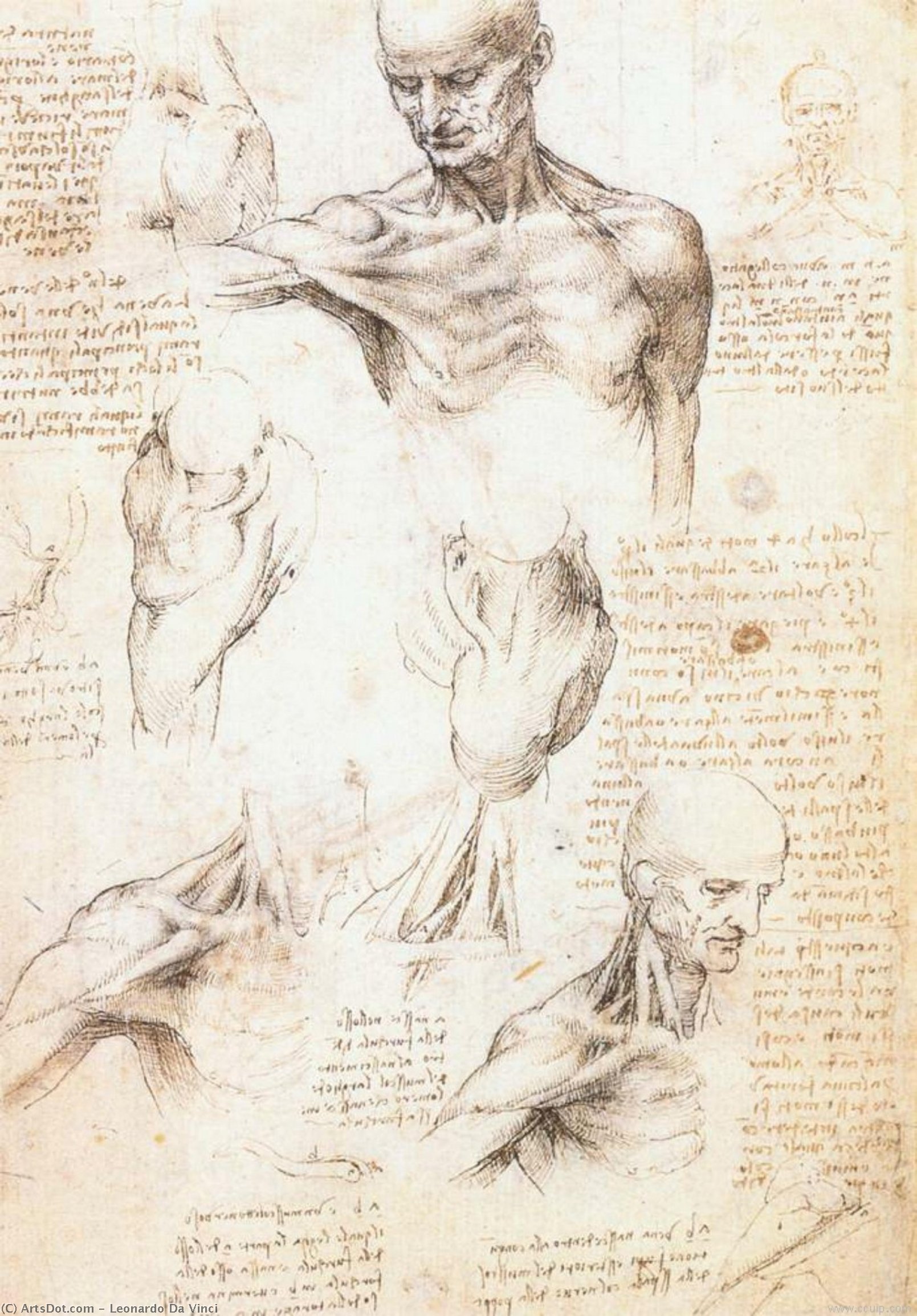 Anatomical Studies Of A Male Shoulder — Leonardo Da Vinci