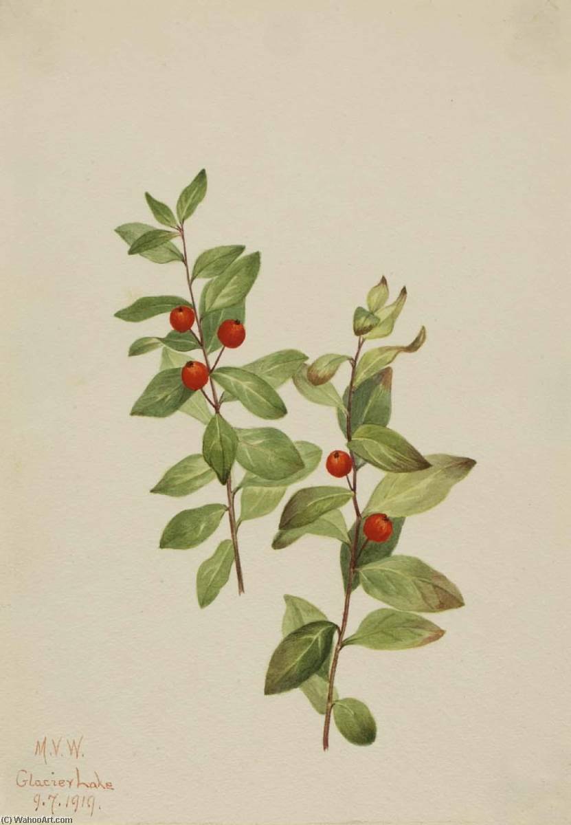 Red Comandra (comandra Livida) — Mary Vaux Walcott