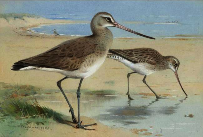 A Pair Of Black-tailed Godwit — Archibald Thorburn