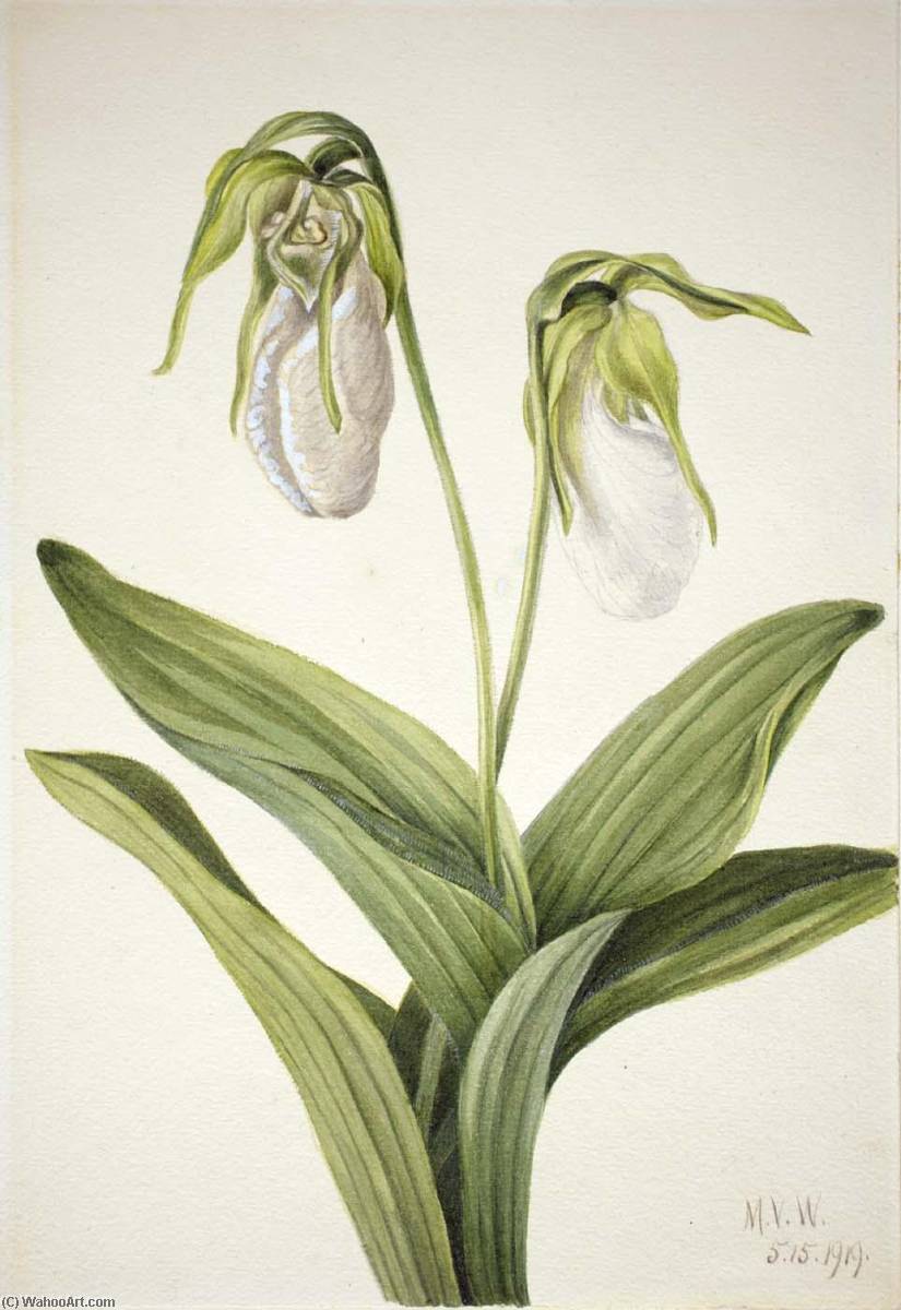 Pale Lady's Slipper (cypridedium Acaule) — Mary Vaux Walcott