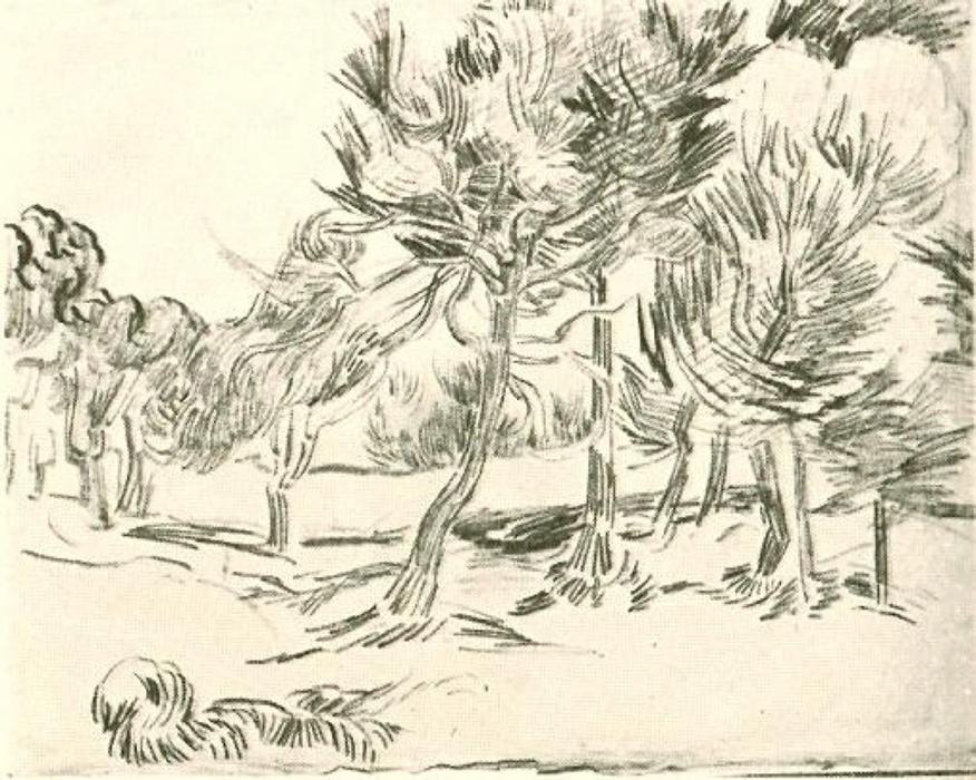 A Group Of Pine Trees — Vincent Van Gog