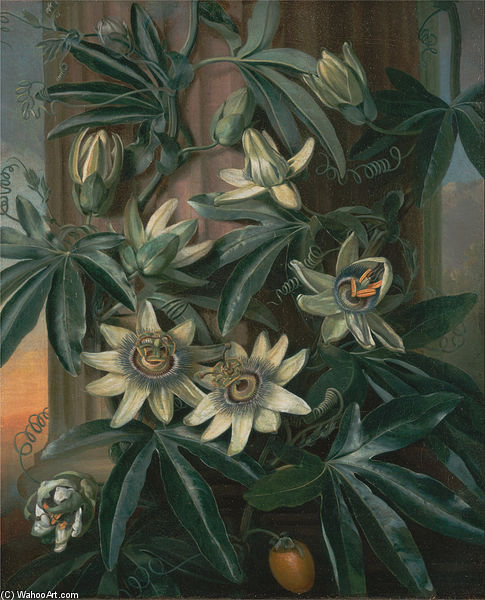Blue Passion Flower, For The 'temple Of Flora' — George Philip Reinagle