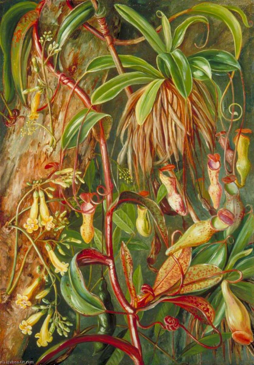 Seychelles Pitcher Plant And Bilimb Marron — Marijana Nort
