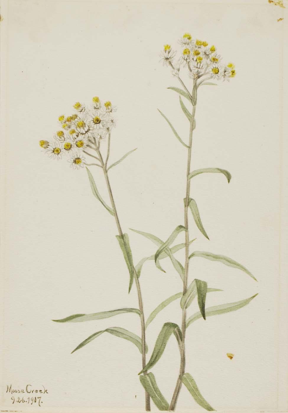 Pearl Everlasting (anaphalis Margaritacea) — Mary Vaux Walcott