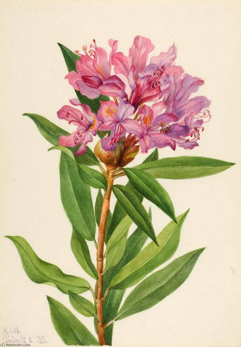 California Rose Bay (rhododendron Californicum) — Мери Вокс Волкотт
