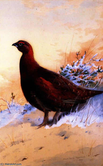 A Red Grouse In The Snow — Арчибалд Торбурн
