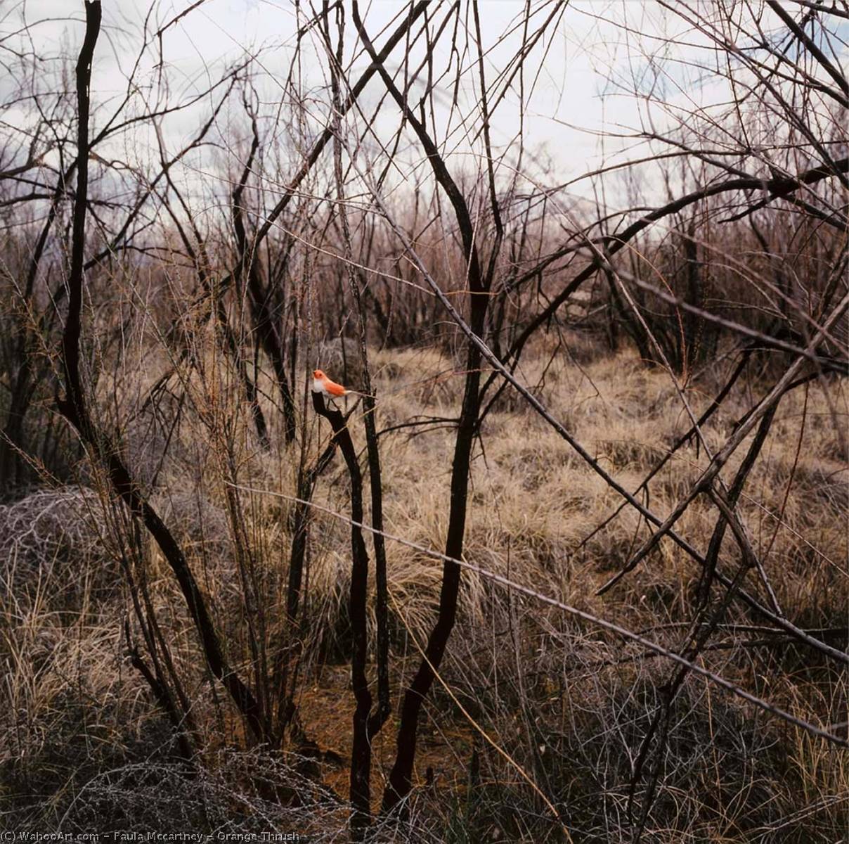 Orange Thrush — Paula Mccartney