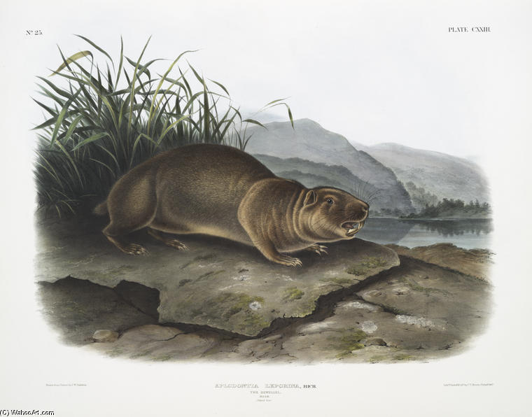 Aplodontia Leporina, The Sewellel. Male. Natural Size — John James Audubon