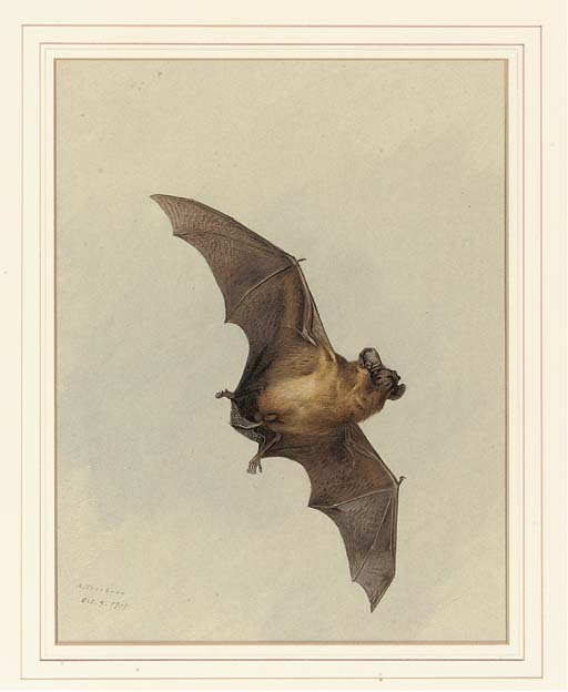 A Horse-shoe Bat — Archibald Thorburn