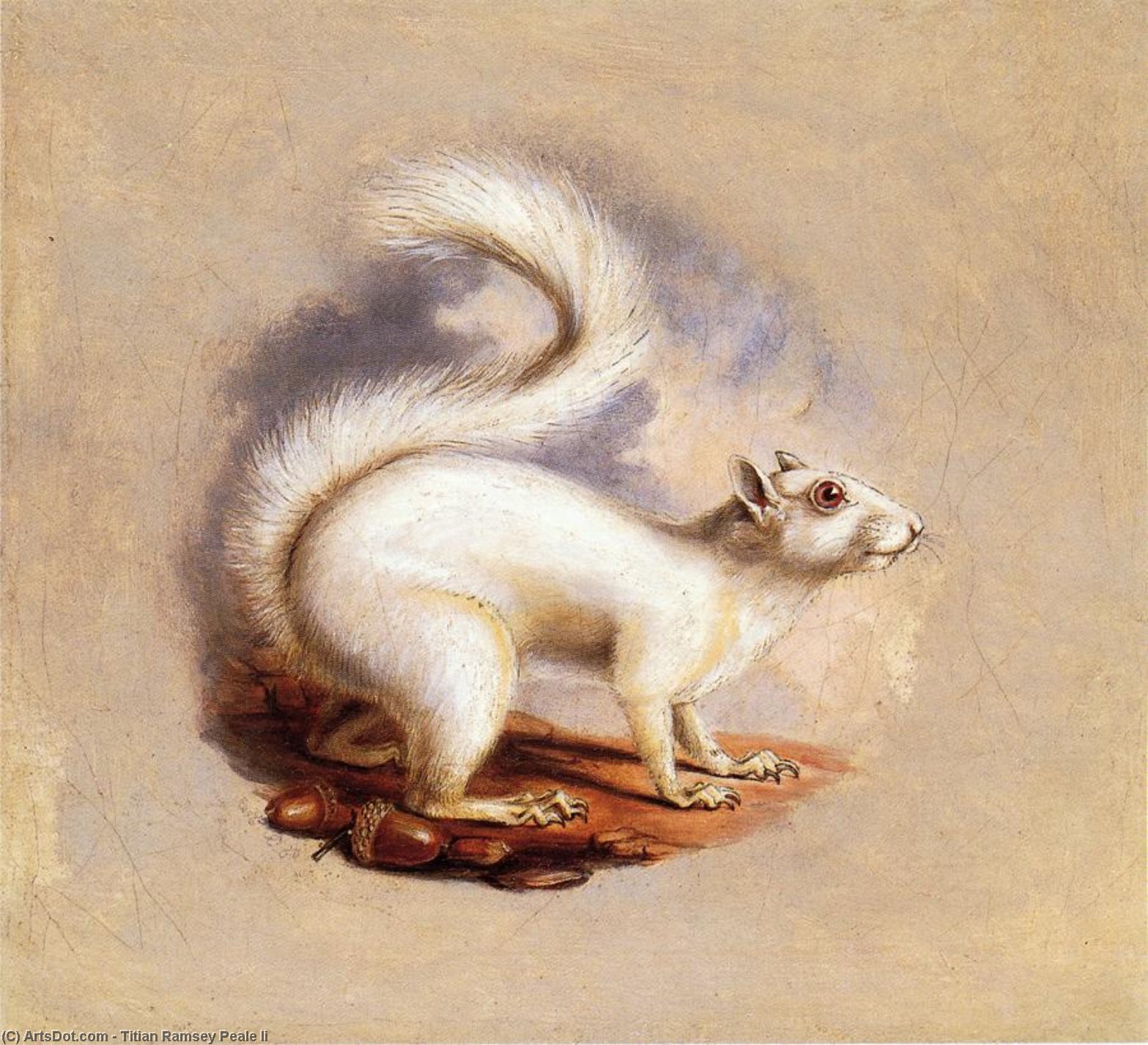 White Squirrel — Titian Ramsay Peale Ii