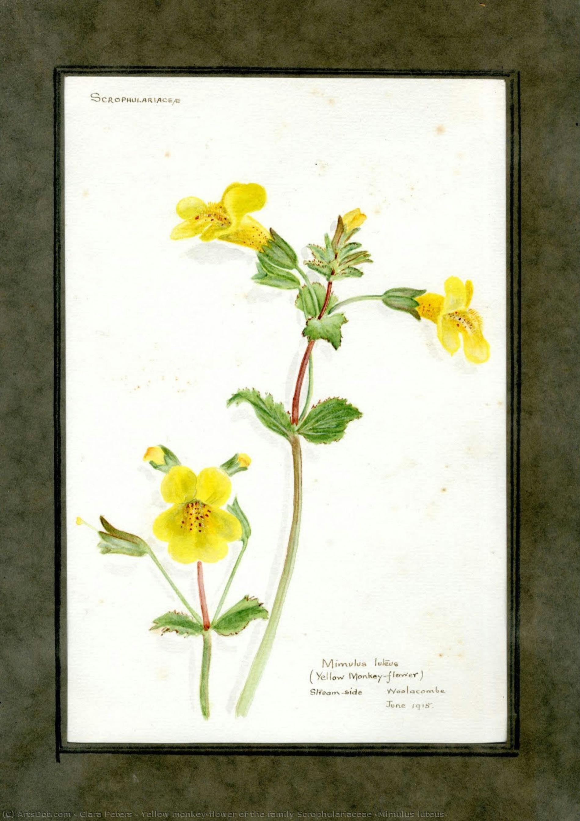 Yellow Monkey-flower Of The Family Scrophulariaceae (mimulus Luteus) — Clara Peters