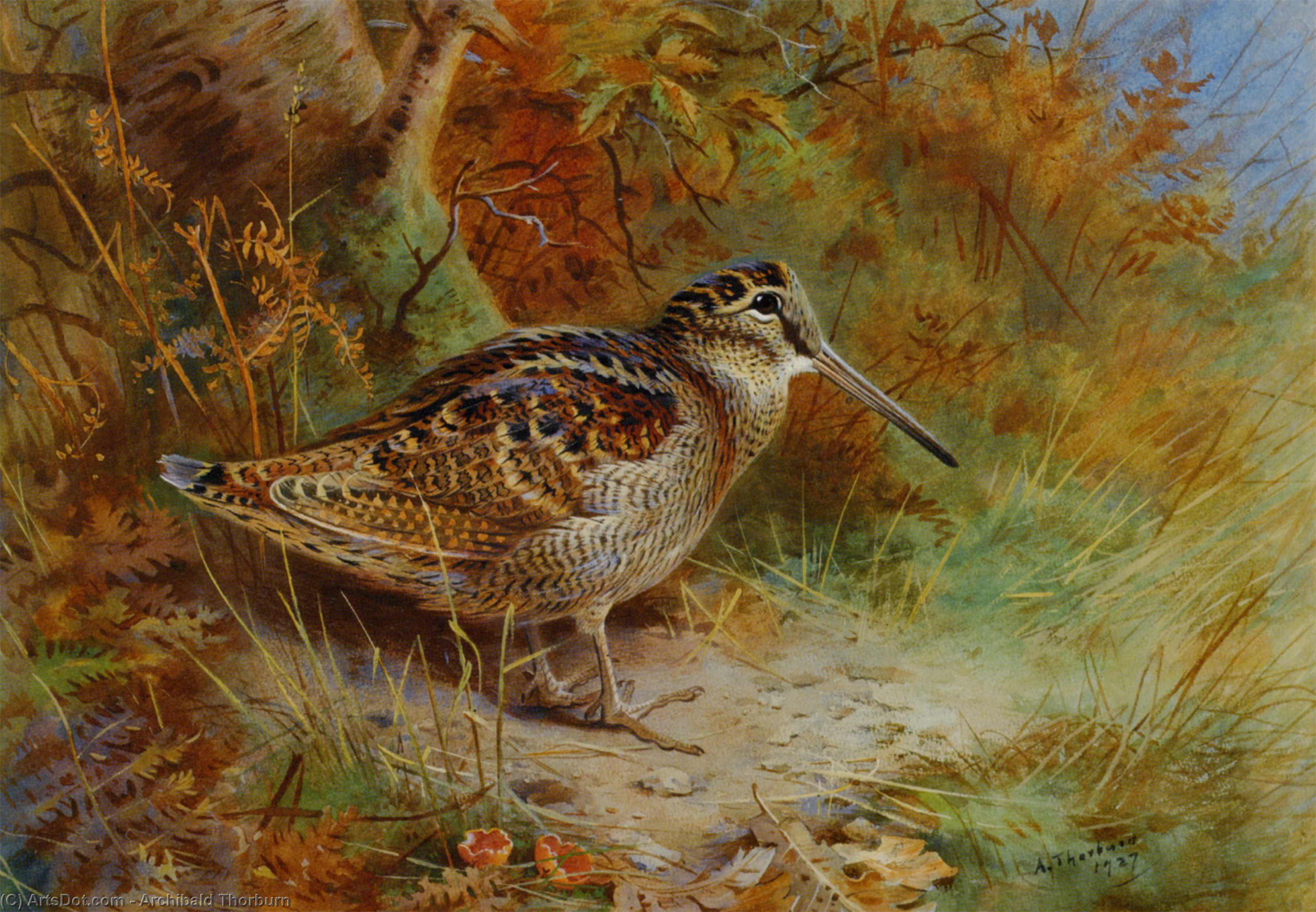 A Woodcock — アーチボルド・ソーバーン