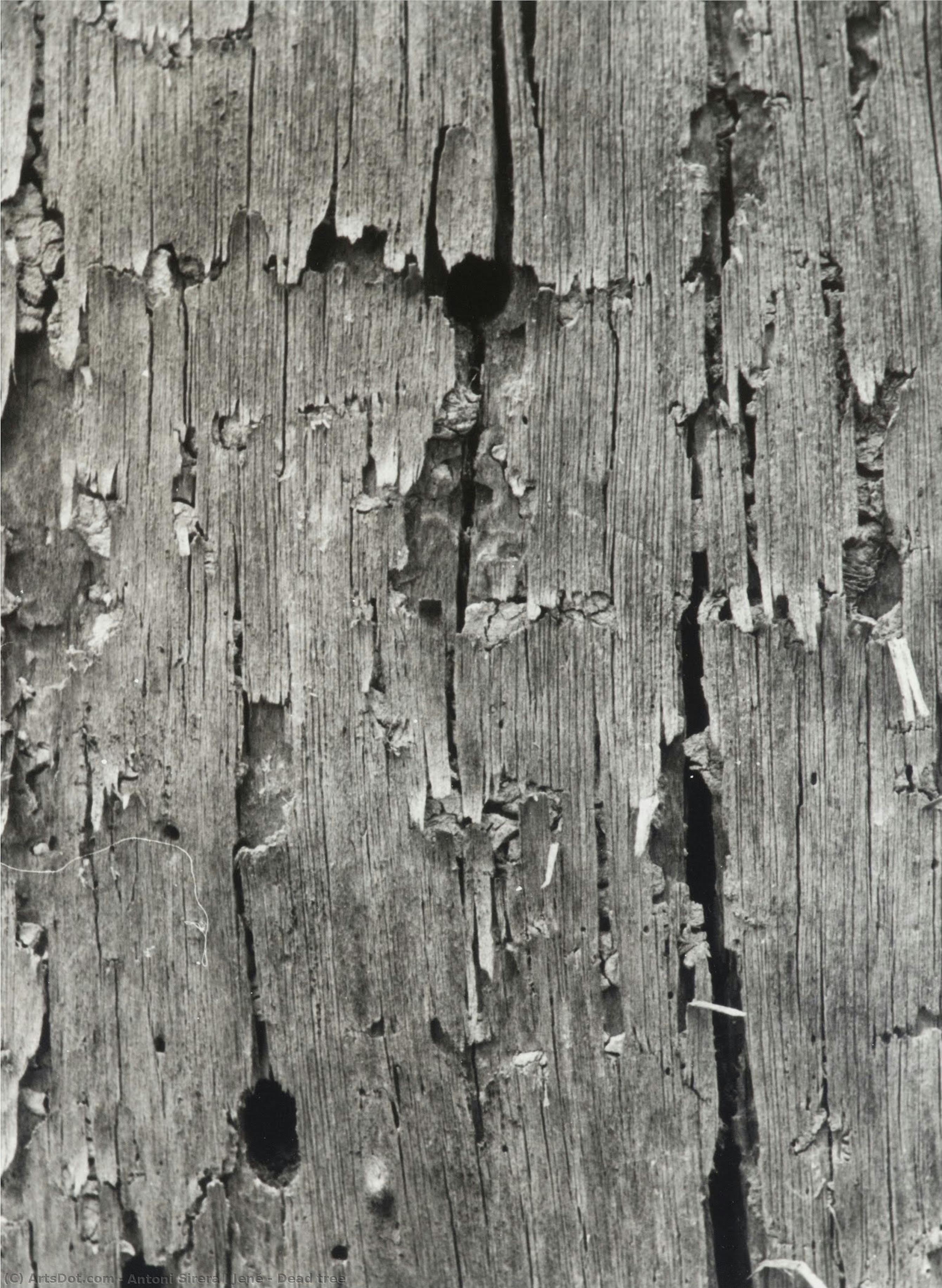 Dead Tree — Ton Sirera