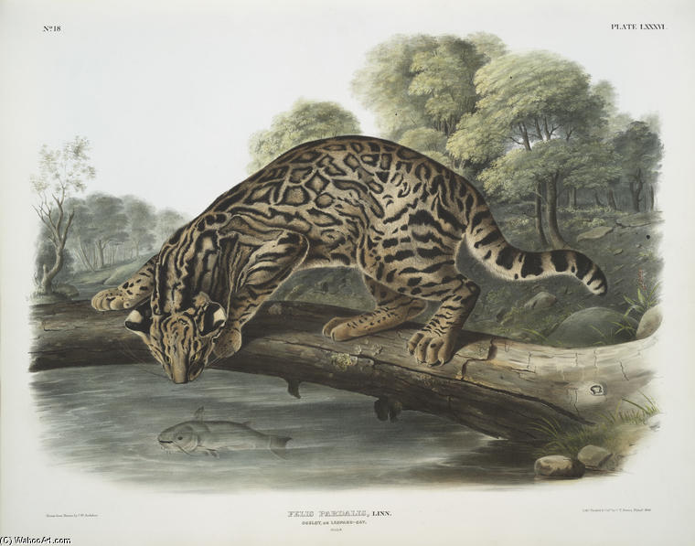 Felis Pardalis, Ocelot, Or Leopard-cat — John James Audubon