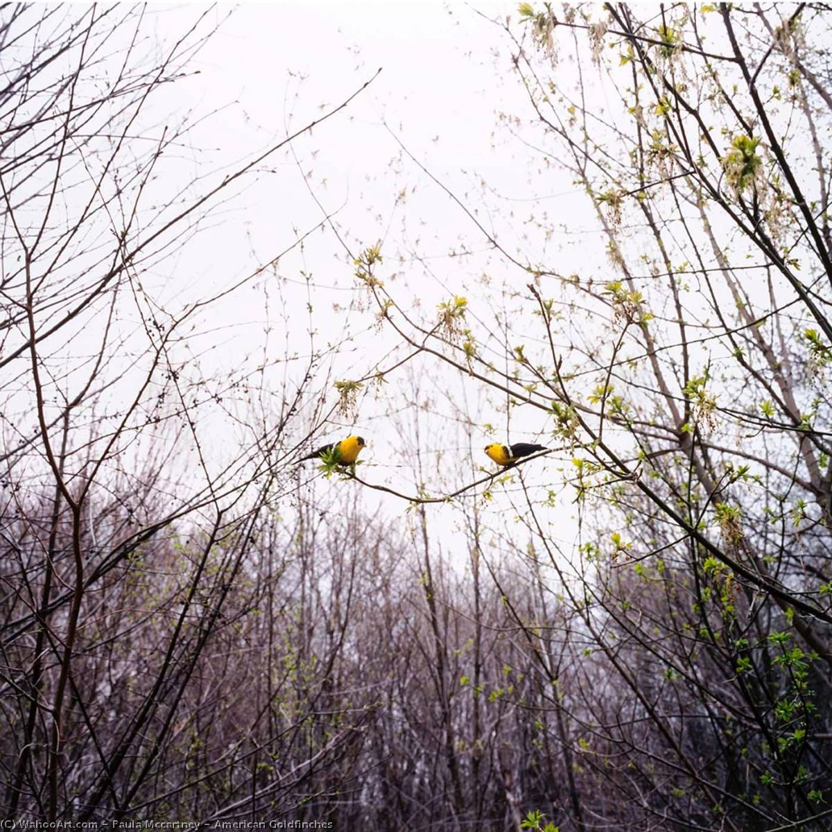 American Goldfinches — Paula Mccartney