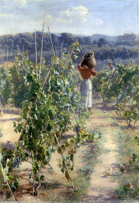 Grape Harvesting — Elin Kleopatra Danielson-gambogi