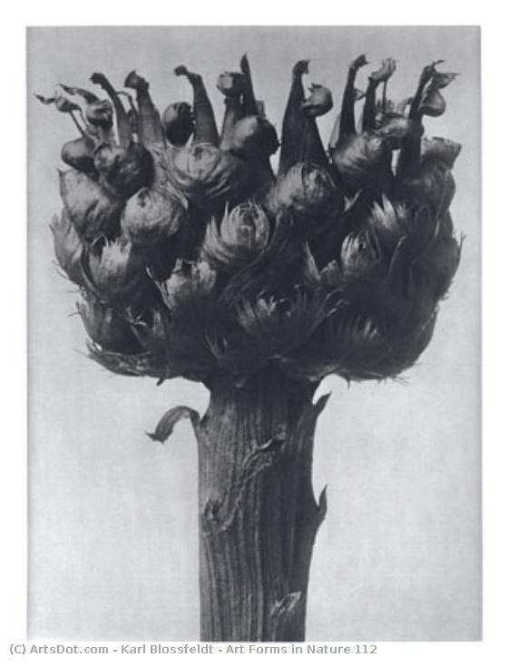 Art Forms In Nature 112 — Karl Blossfeldt