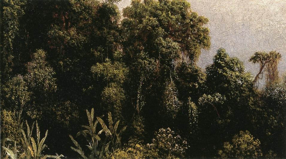 Forest Study, Brazil — Мартин Джонсон Хед