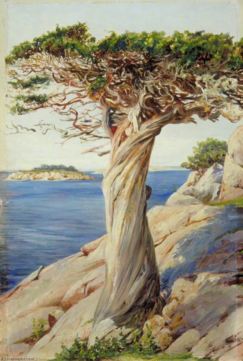 An Old Red Cedar On The Rocks Near West Manchester, Massachusetts — Marianne North