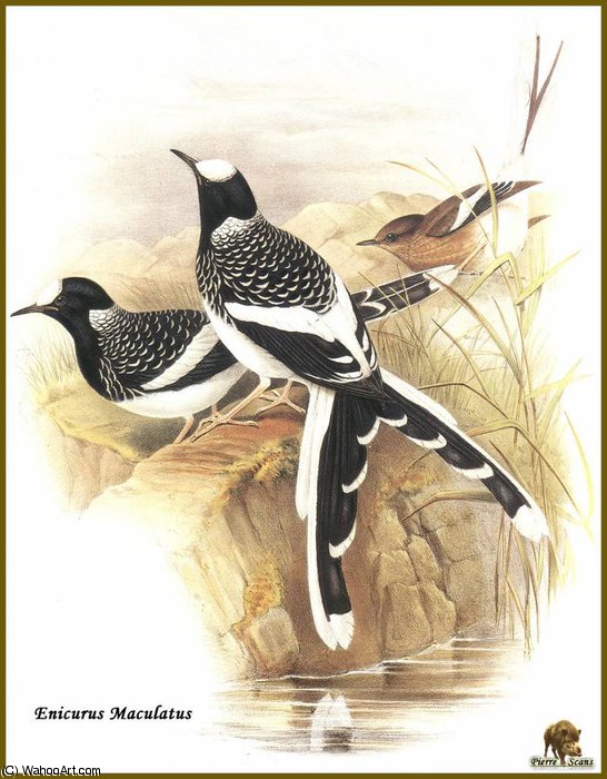 Enicure Tachete — John Gould