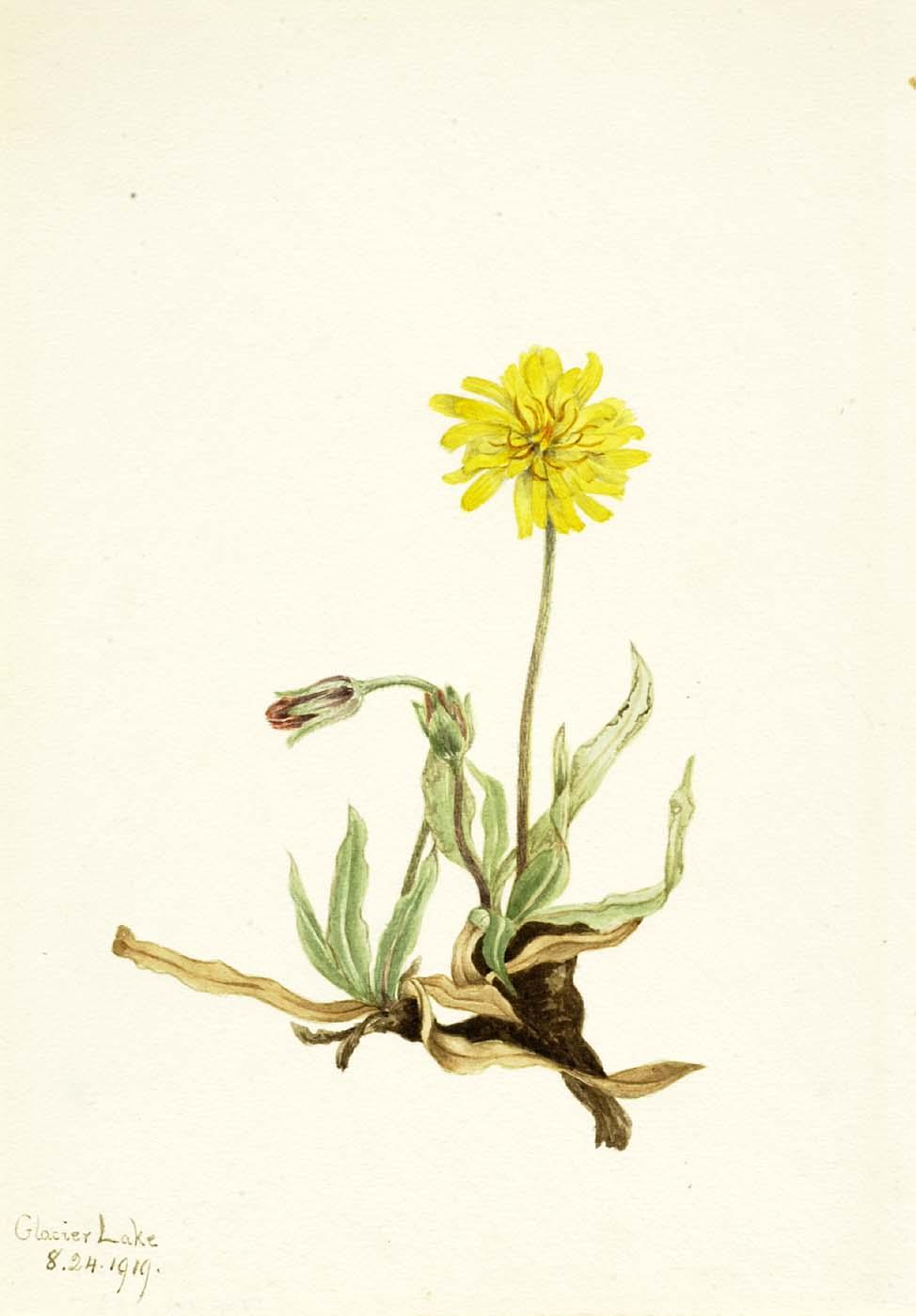 Woolly Agoseris (agoseris Villosa) — Mary Vaux Walcott