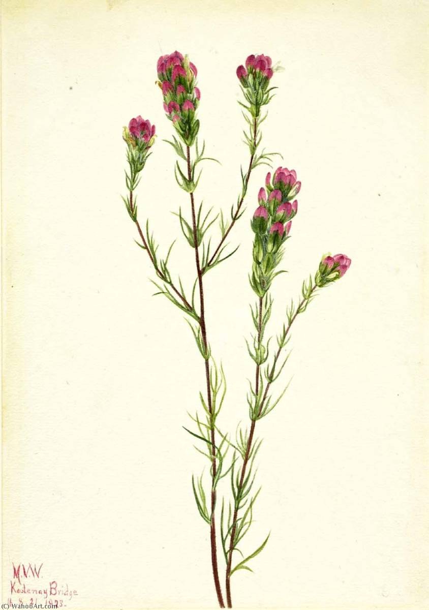 Owl Clover (orthocarpus Tenuifolius) — Mary Vaux Walcott
