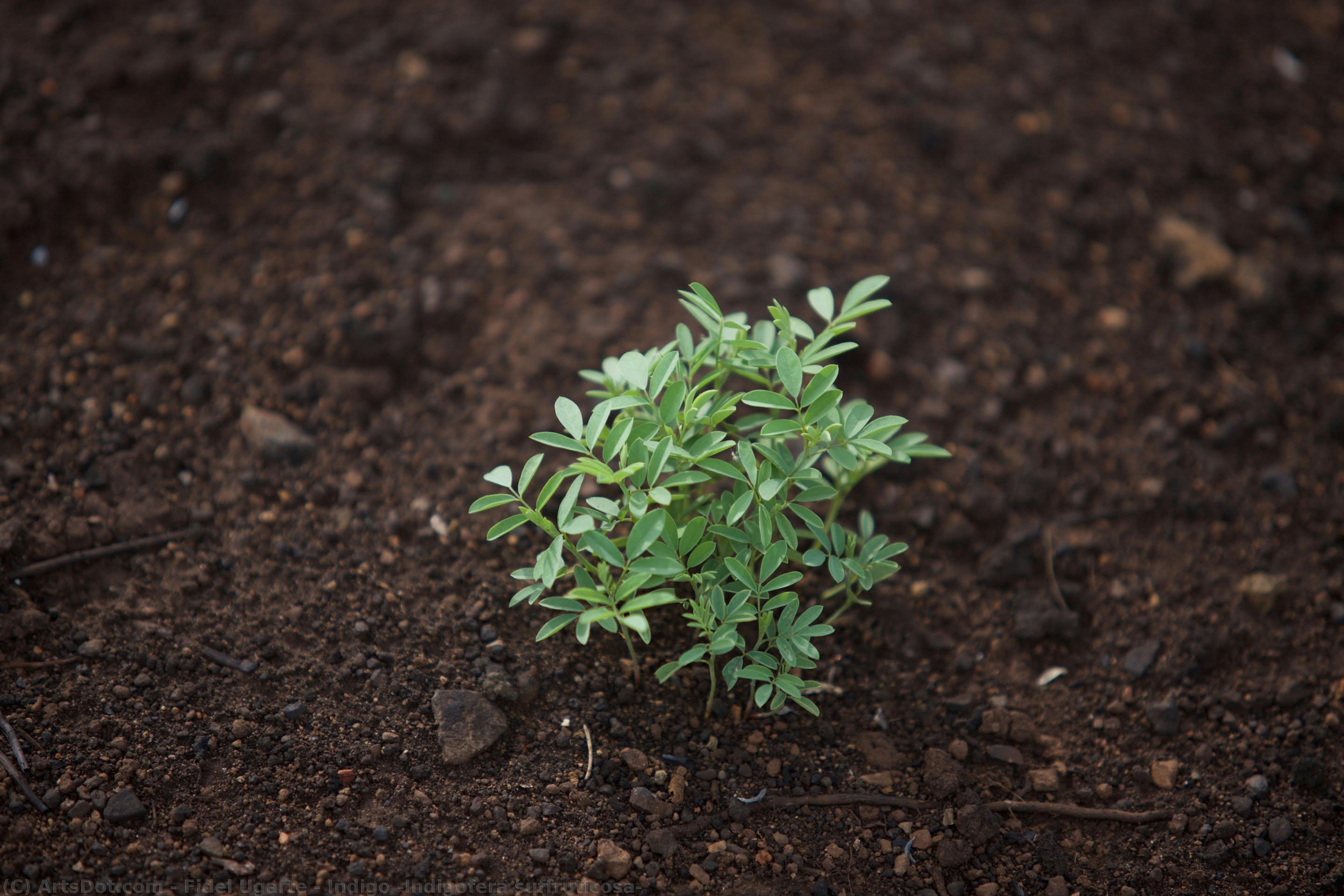 Indigo (indigofera Suffruticosa) — Fidel Ugarte