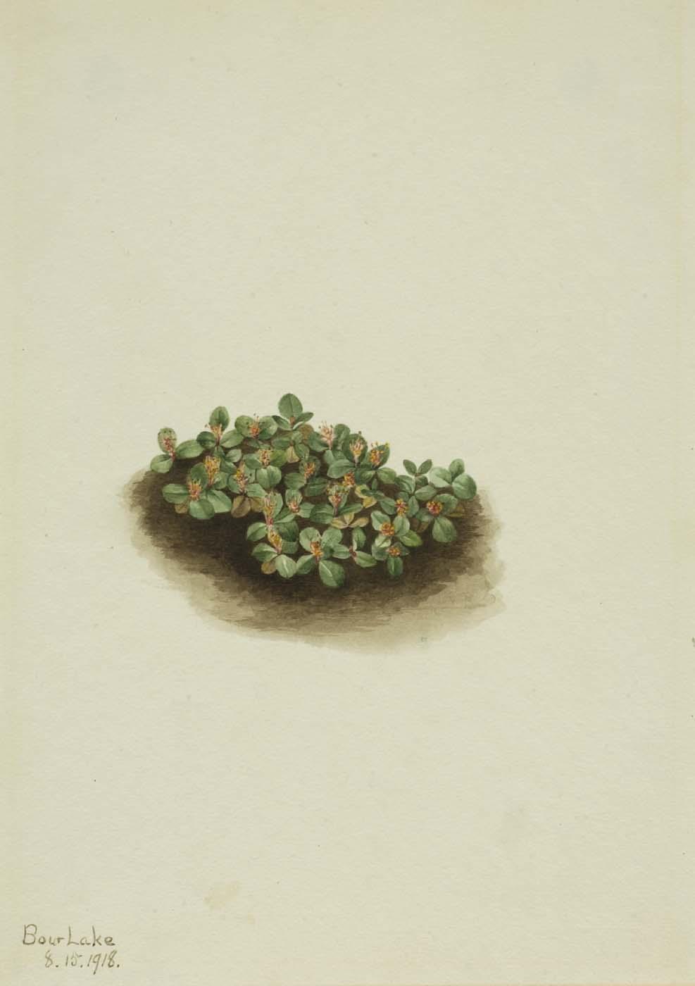 Snow Willow (salix Nivalis) — Mary Vaux Walcott