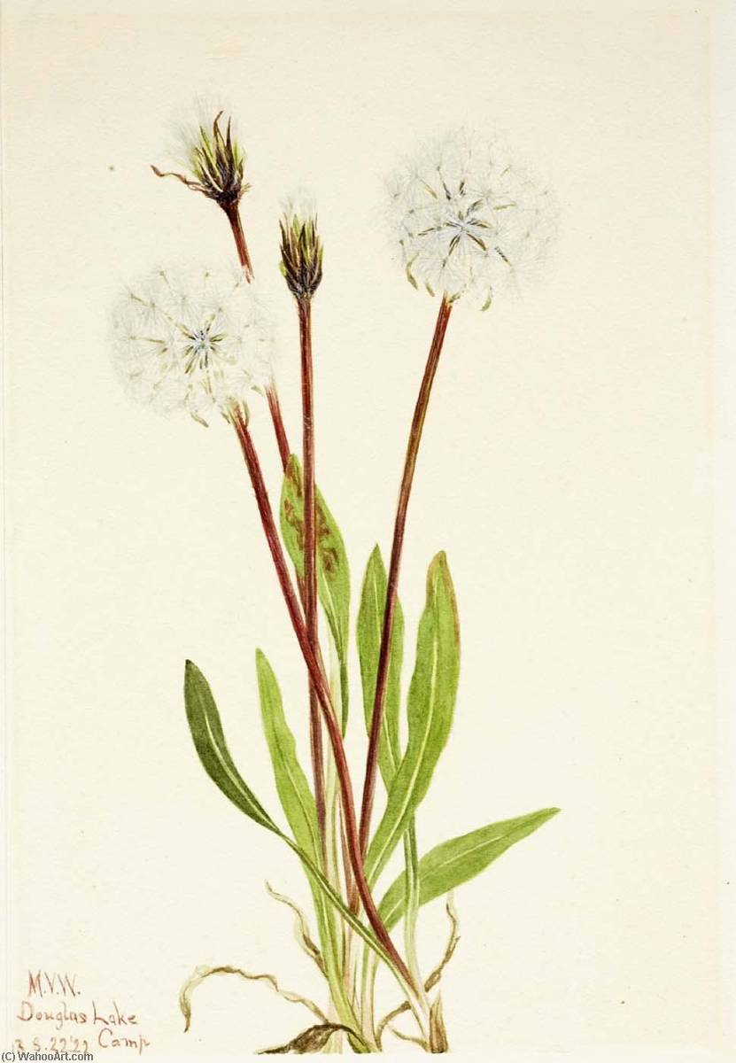 Slender Agoseris (agoseris Gracilens) — Mary Vaux Walcott