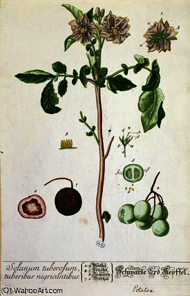 Potato Plant And Fruit — Elizabeth Blackwell