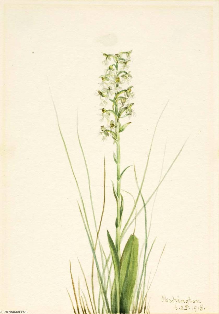 Ragged Fringe Orchid (habenaria Lacera) — Mary Vaux Walcott