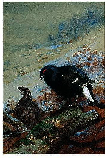 Black Game In Winter — Archibald Thorburn