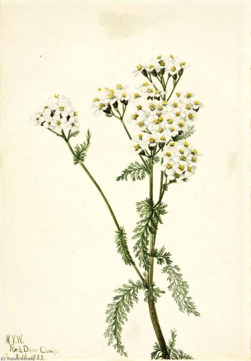 Western Yarrow (achillea Lanulosa) — Mary Vaux Walcott