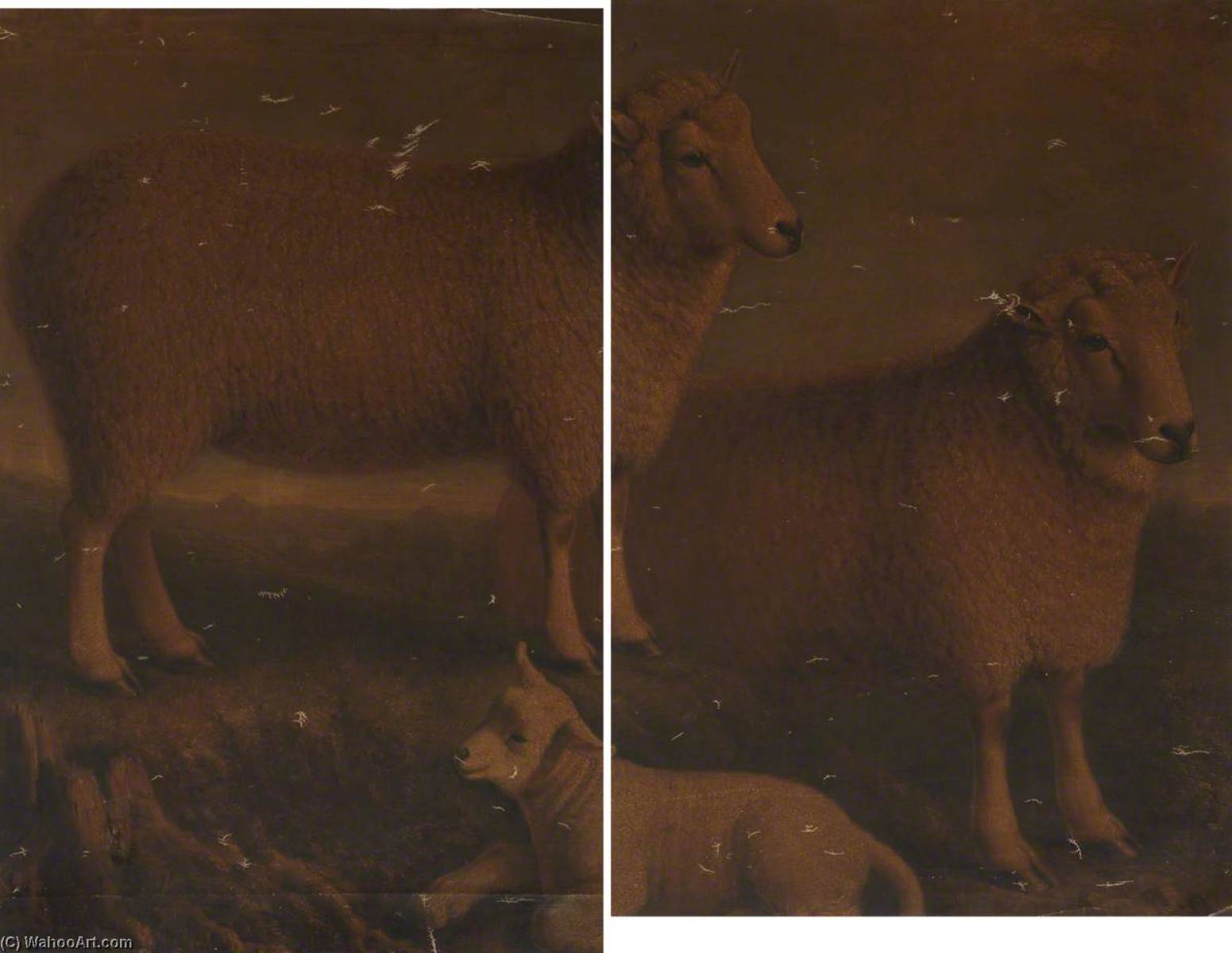 Ryeland Ram, Ewe And Lamb (diptych) — ウィリアム・シャイルズ